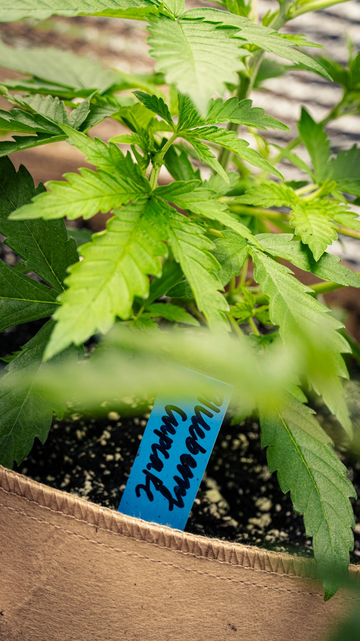 Young cannabis plant labeled blueberry cupcake