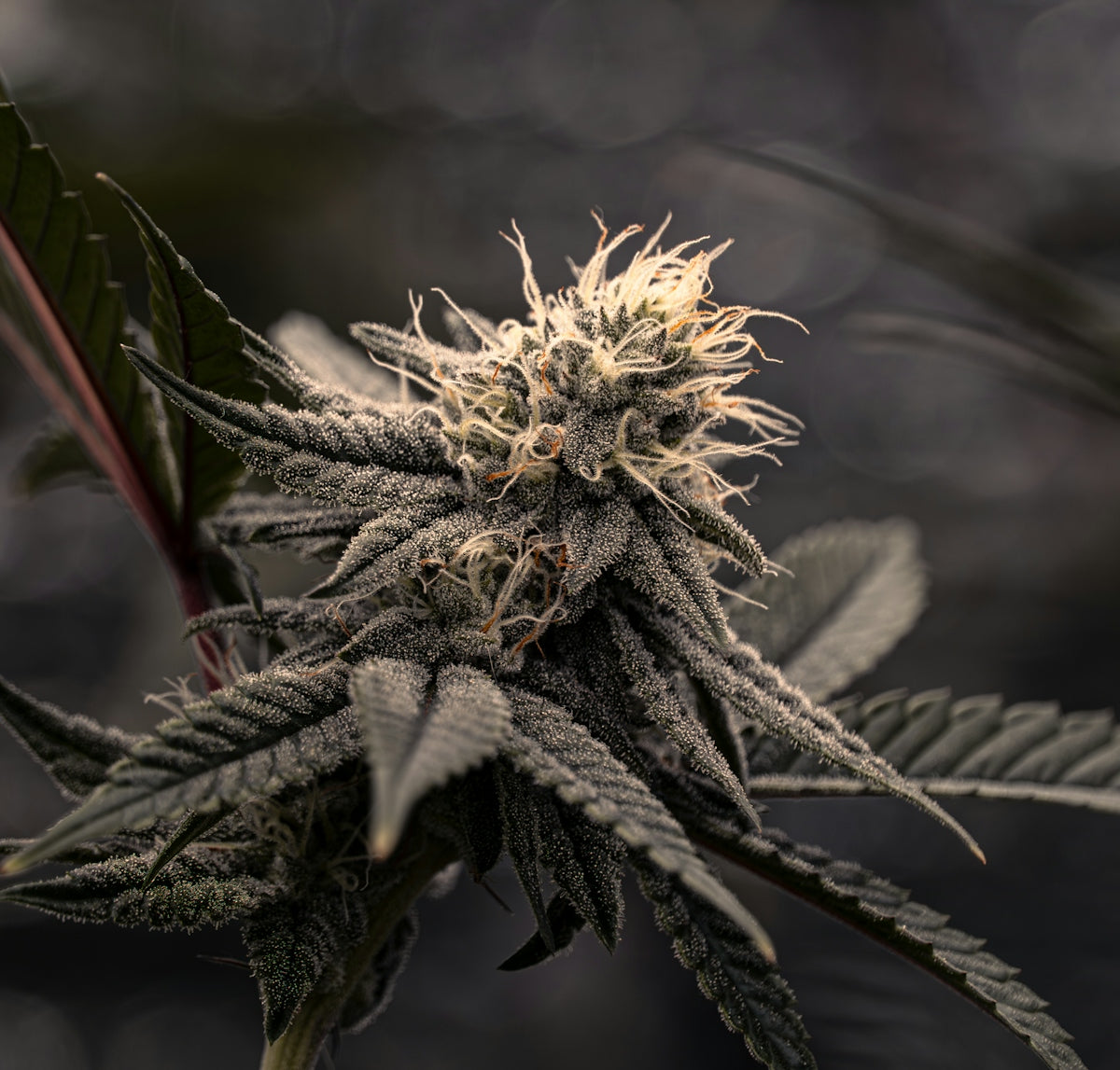 Close-up of a cannabis flower with trichomes