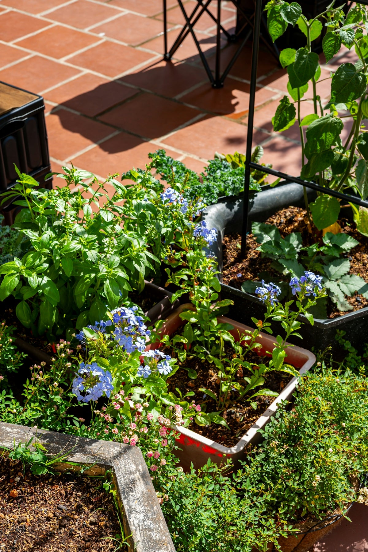 A small garden with blue flowers and green plants.