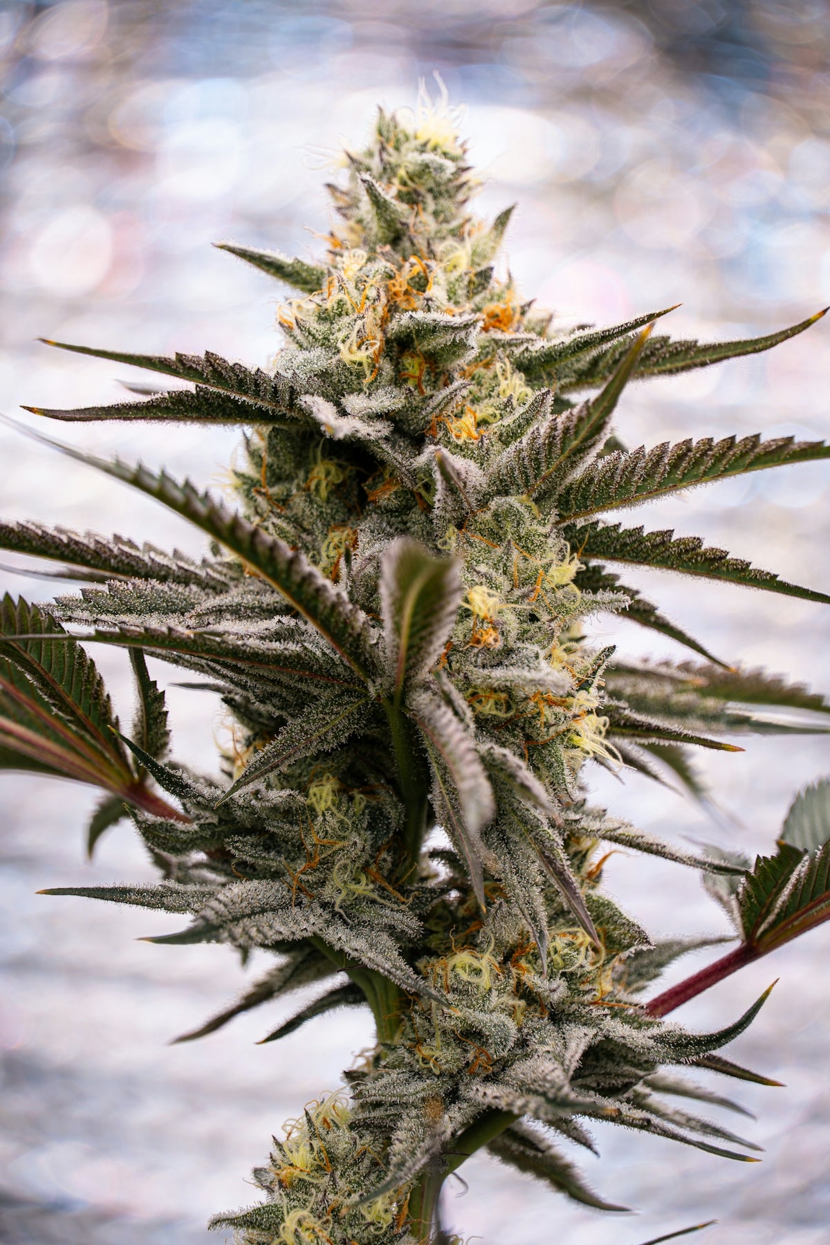 A close-up of a cannabis plant bud with dense buds.