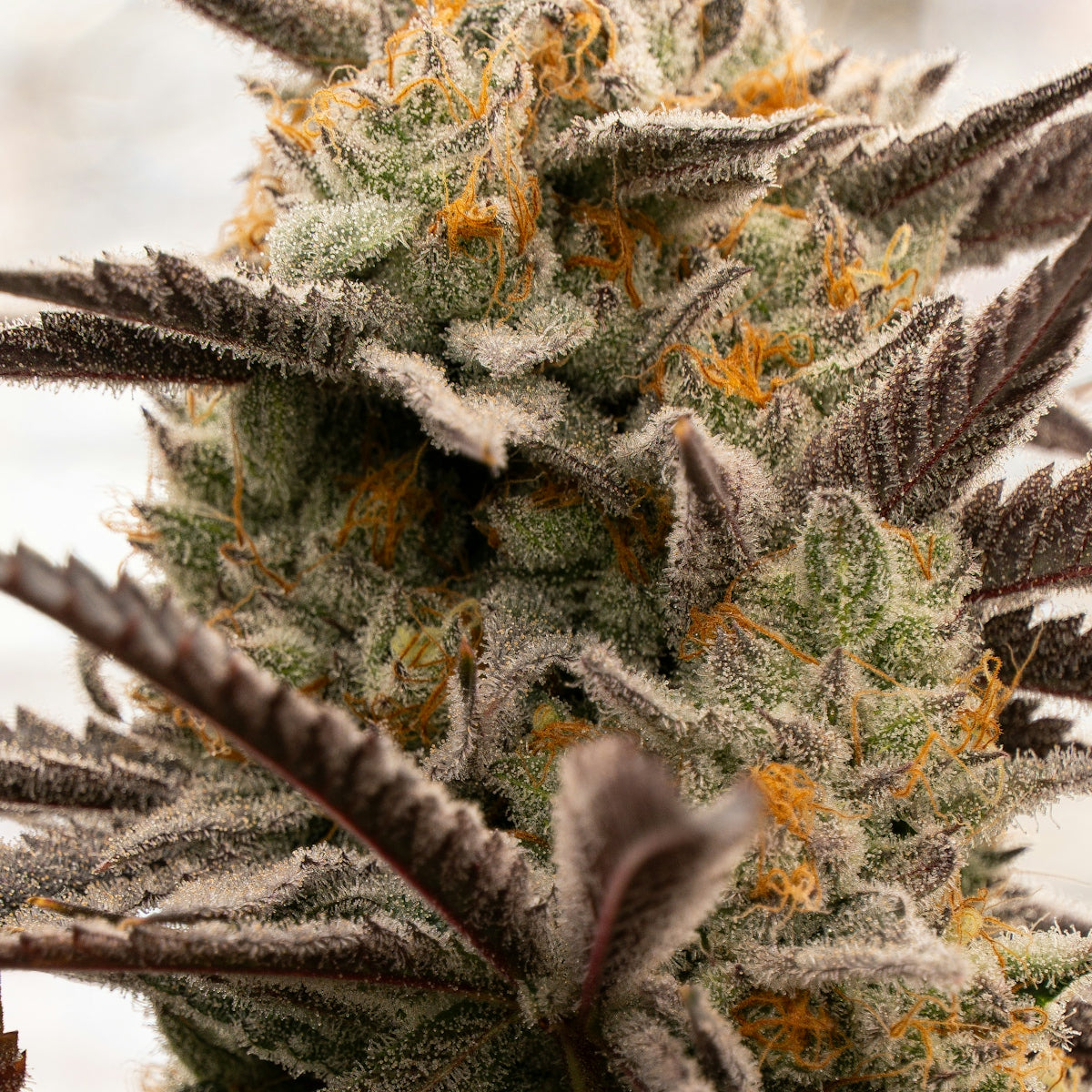 Frosty cannabis bud with vibrant orange hairs.