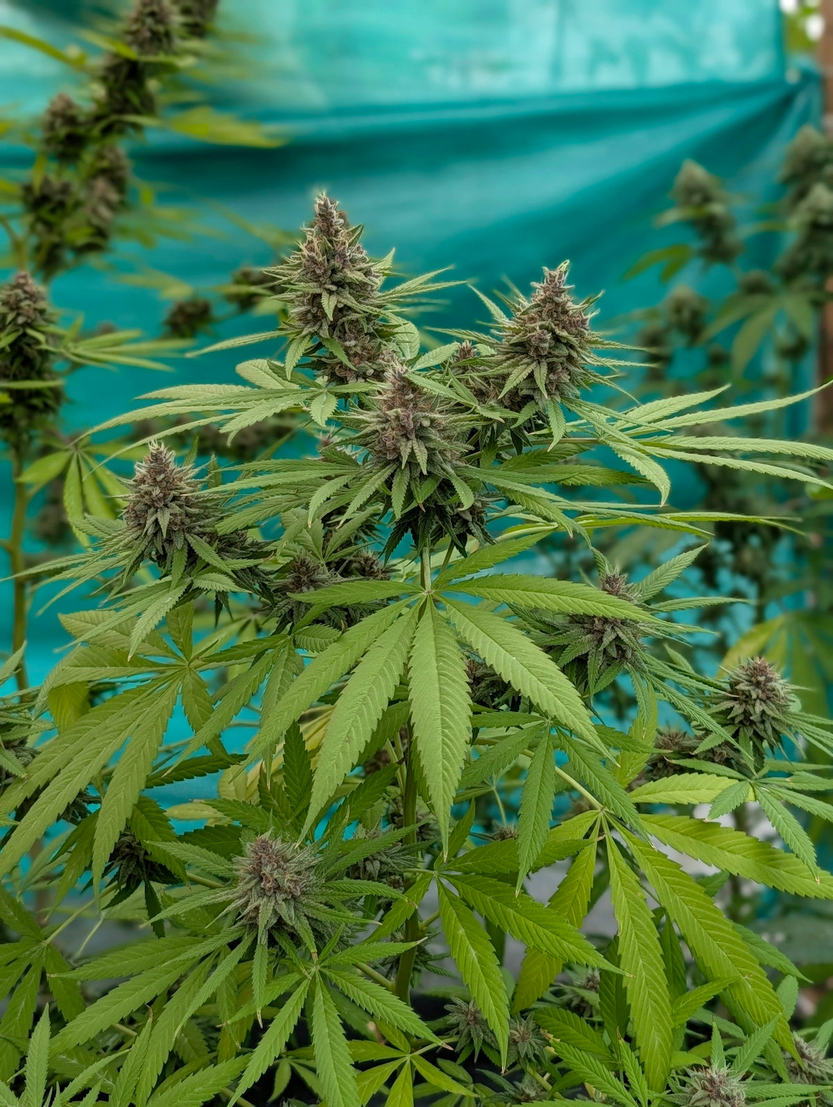 A cannabis plant with green leaves and purple buds.