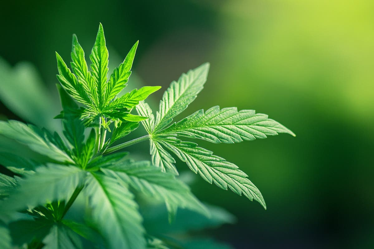 Pruning and Training Techniques for American Cannabis Growers