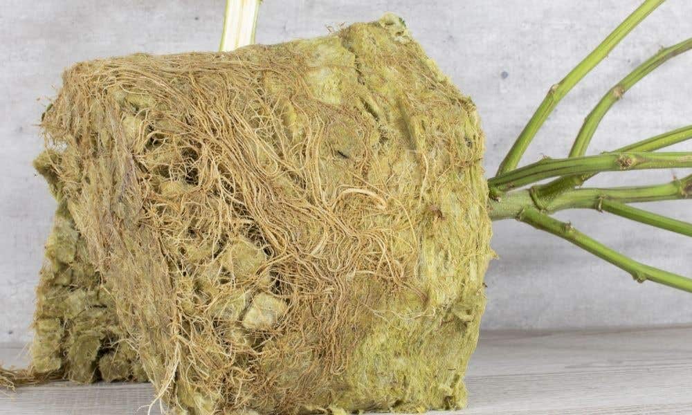 A Guide To Reusing Rockwool in Hydroponics