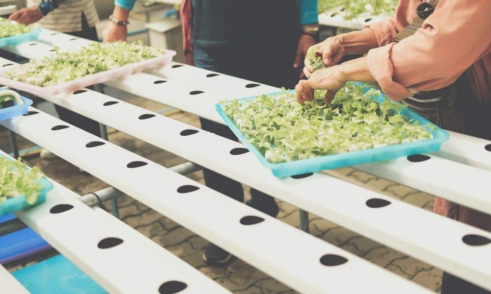 Why You Shouldn’t Use Tap Water in Hydroponics
