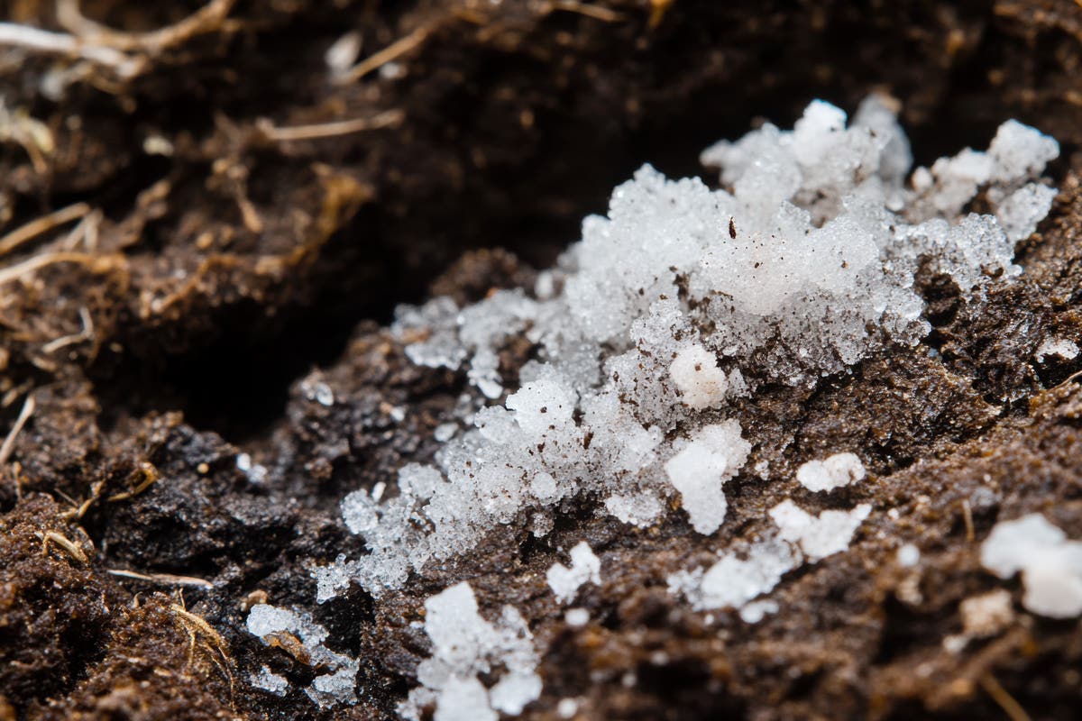 What Is Salt Buildup in Coco vs. Rockwool—and How to Detect and Fix It
