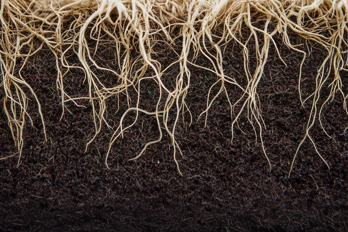 Understanding Runoff EC and Its Impact on Plant Health: Why Chasing Runoff Can Harm Your Grow