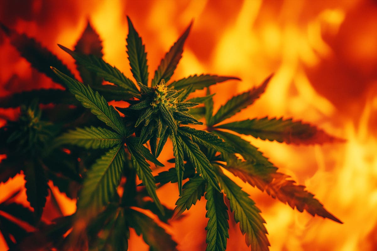 The Wildfire Crisis: How Los Angeles Cannabis Businesses Are Fighting to Survive