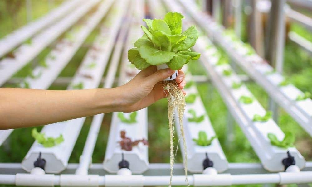 A Complete Guide To Transplanting From Soil To Hydroponics
