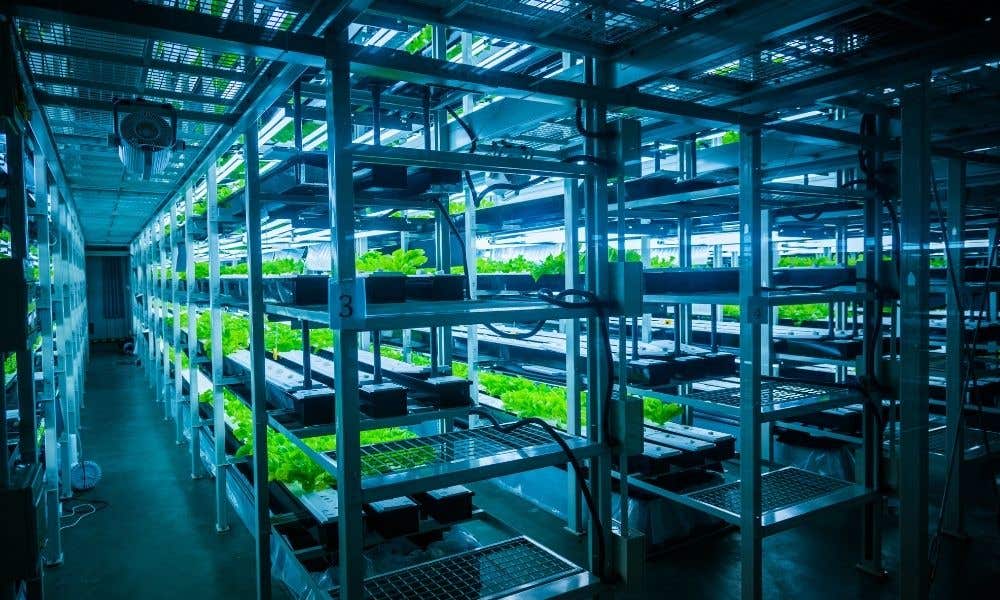 Common Signs Something’s Wrong With Your Hydroponic Garden