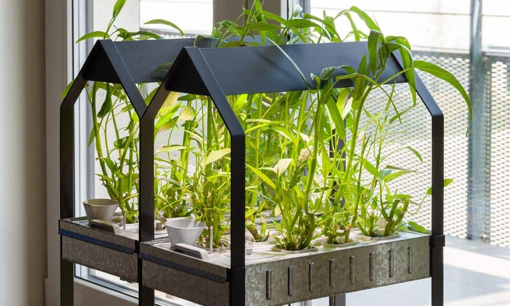 4 of the Key Reasons You Should Start a Hydroponic Garden
