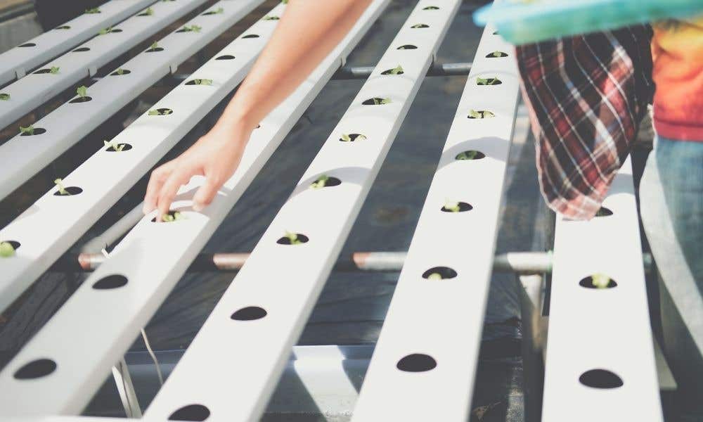 How To Choose Hydroponic Fertilizer