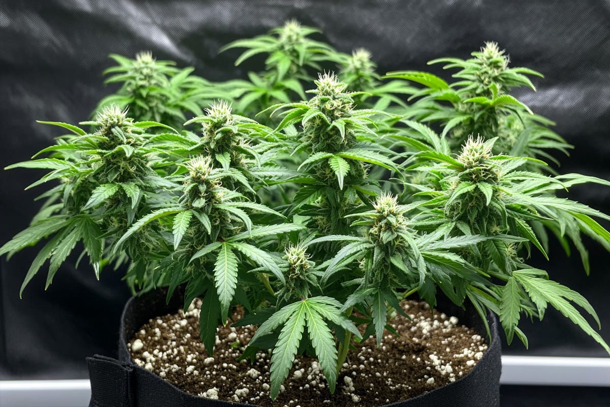 Advanced Cannabis Training Techniques: Mainlining, Manifolding, and More