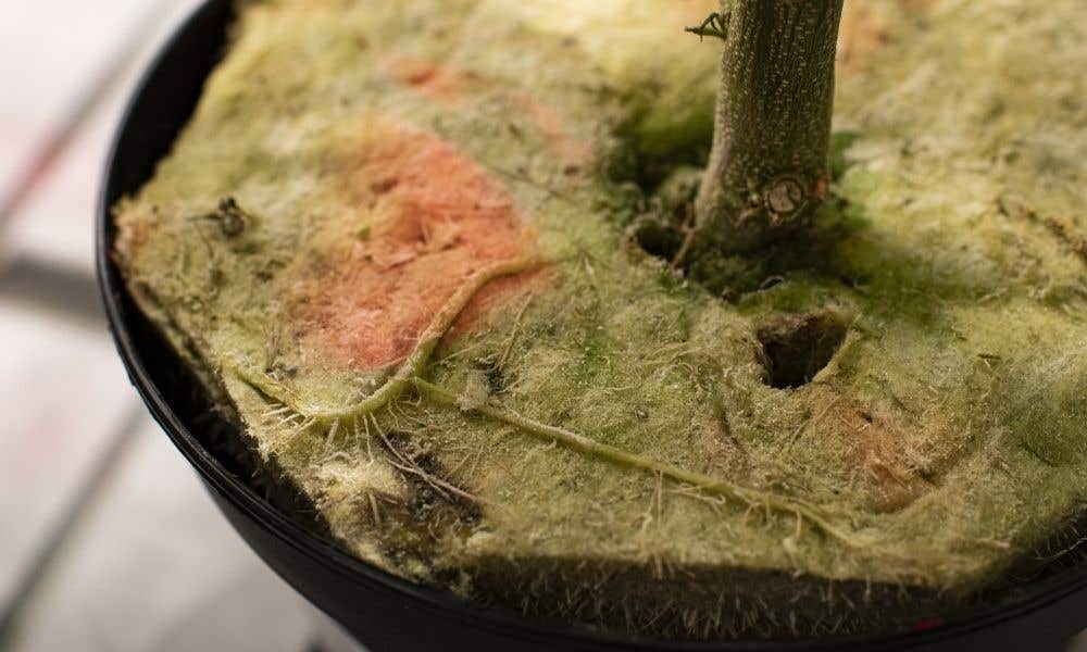 Tips for Preparing Rockwool Growing Medium