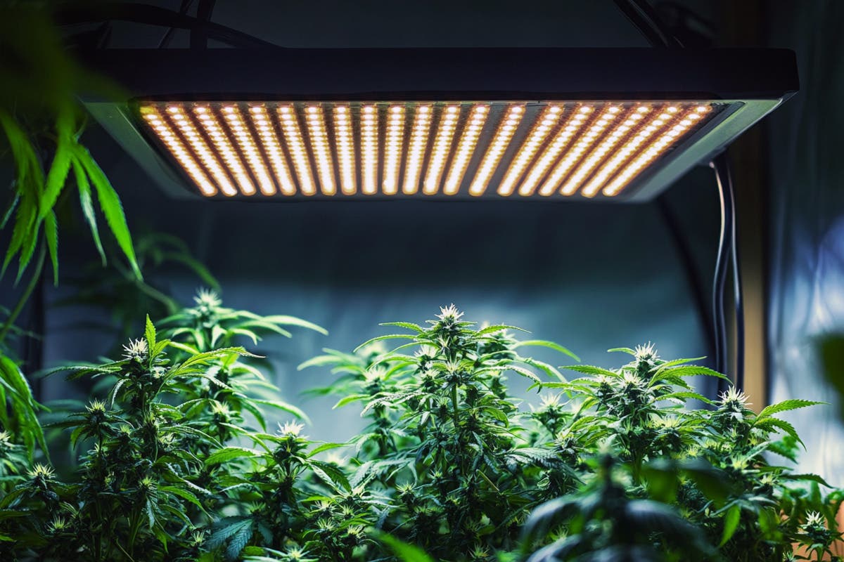 Can Any LED Light Be Used as a Grow Light?