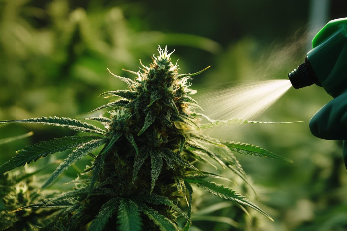 Cannabis Pesticides: Ensuring Safety and Quality