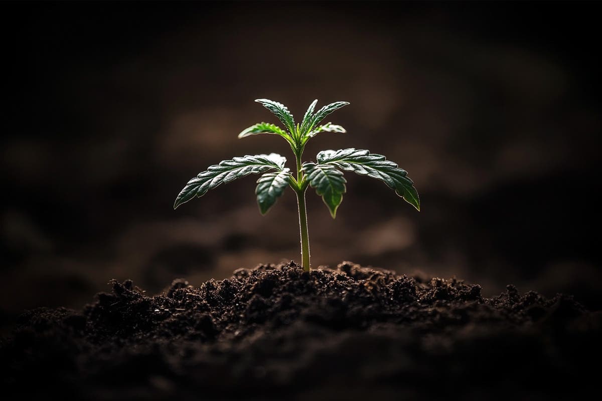 Exploring Sustainable Water Sources for Cannabis Irrigation