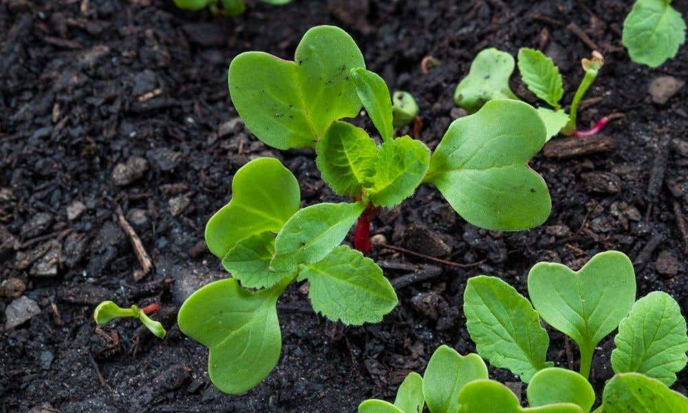 The Different Types of Growing Mediums