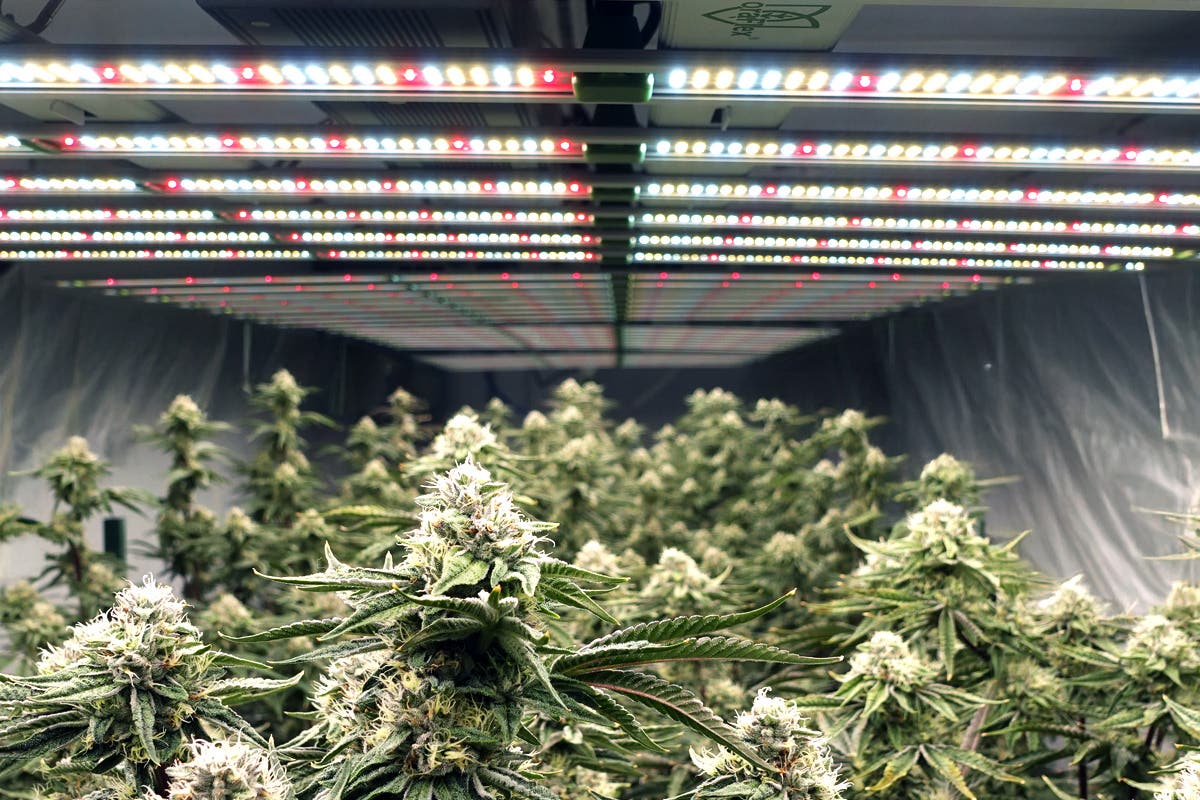 Maximizing Yield in Your Grow Tent: The Best Lights for Optimal Growth