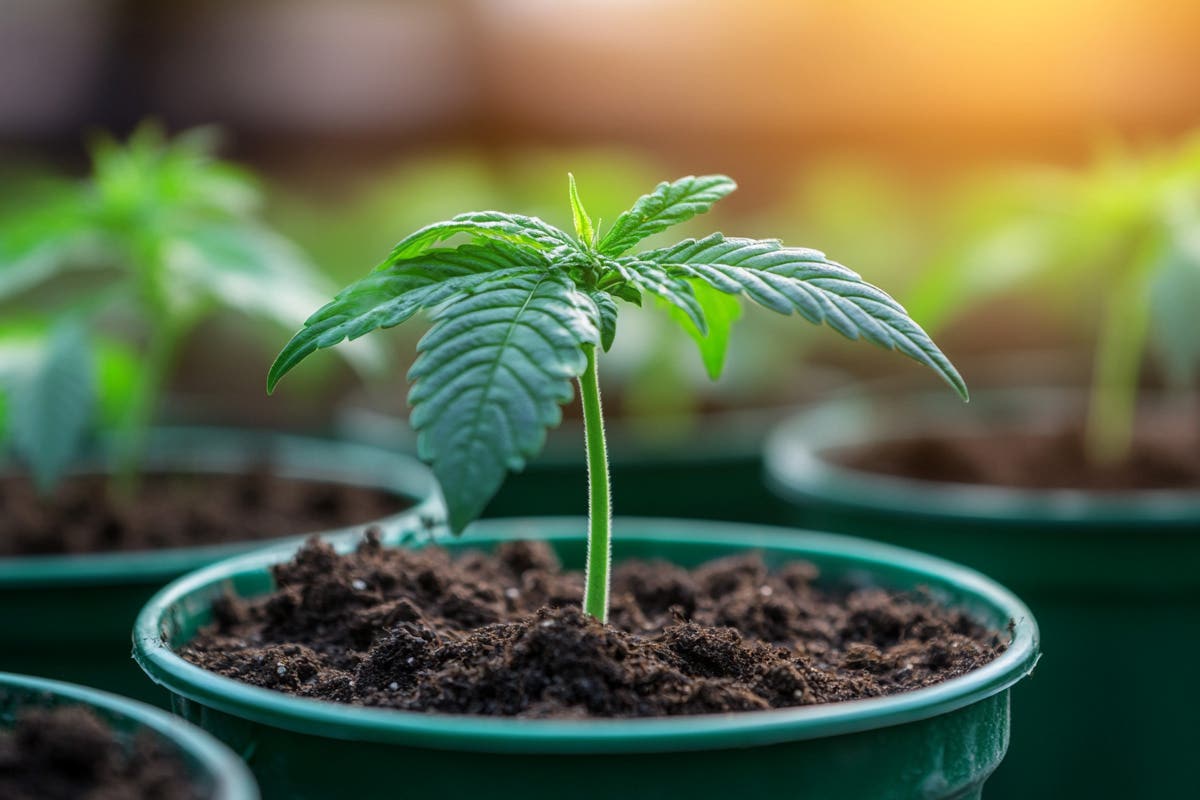 Using FloraFlex Nutrients in Soil-Based Cultivation: A Guide to Balanced Feeding