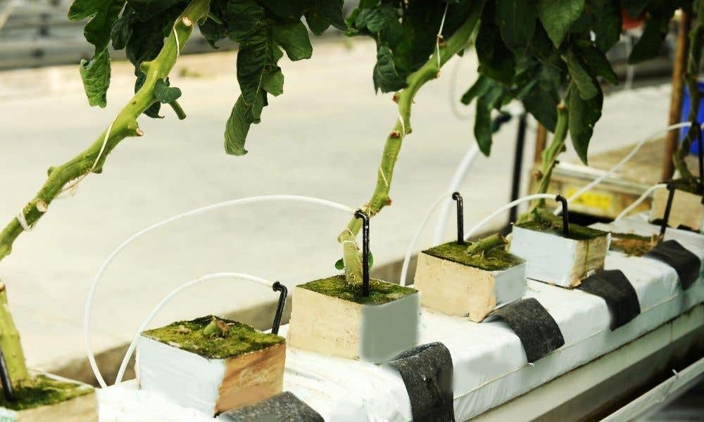 The Value of Drip Irrigation in a Hydroponic System