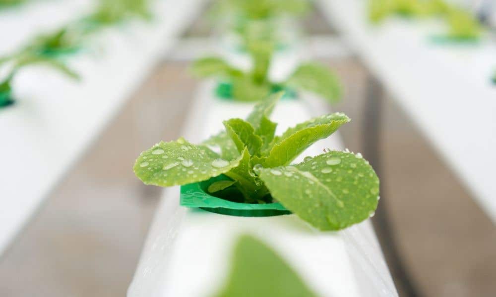 How to Maintain Your Hydroponic Reservoir