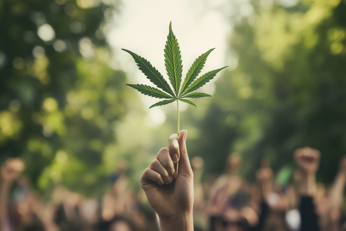 Kamala Harris’ Vice Presidential Pick: A Pro-Marijuana Democratic Ticket