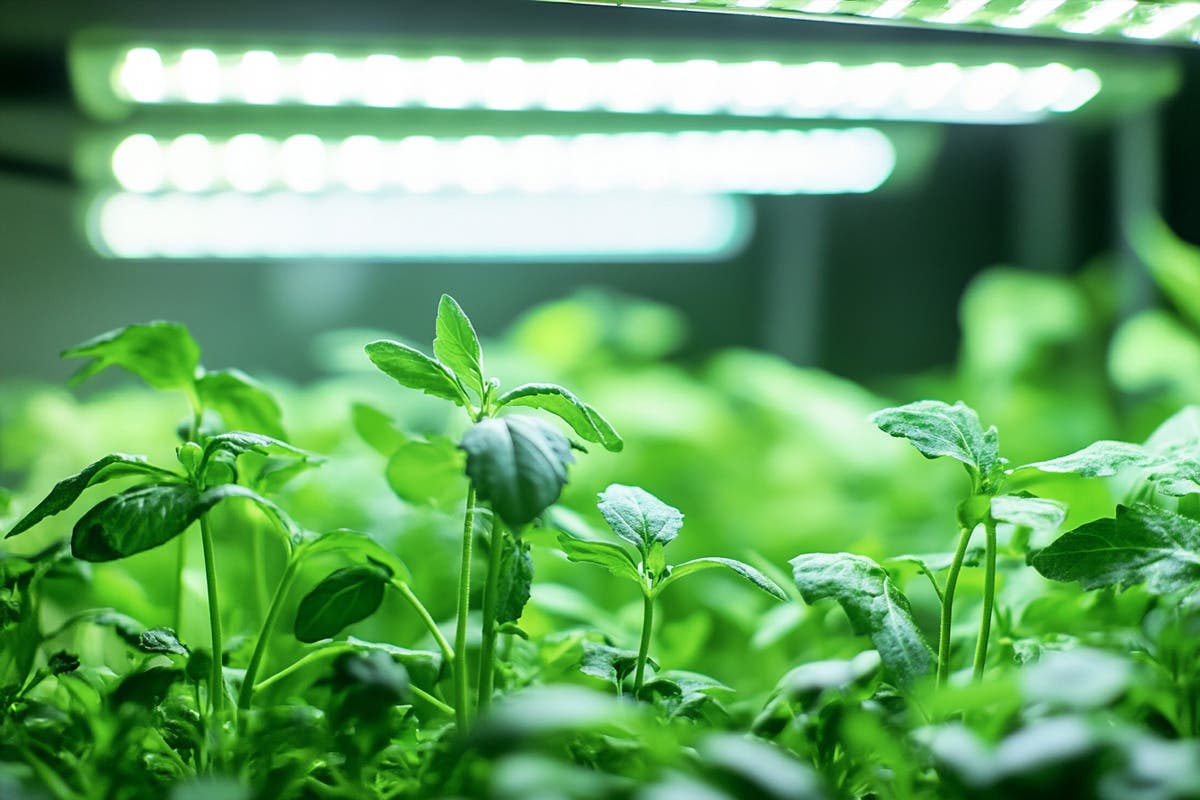 How Grow Light Fixtures Revolutionize Indoor Gardening