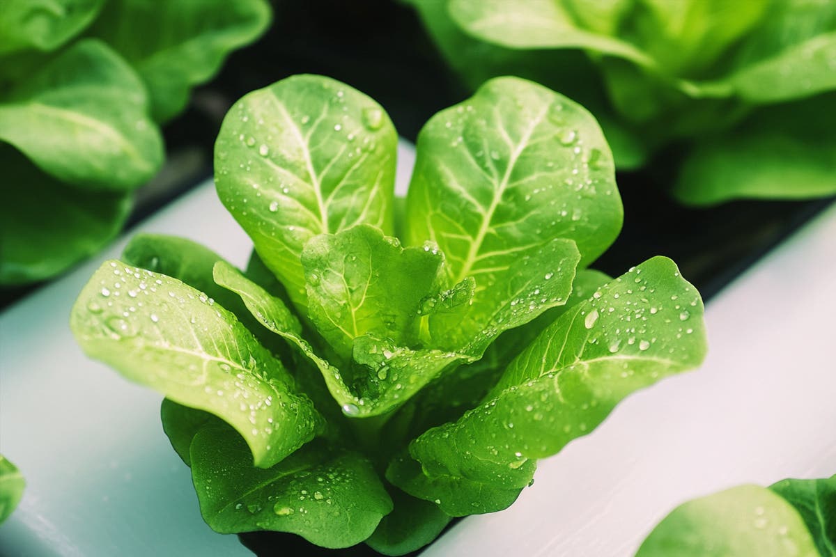 How Often You Should Change Water for Hydroponics