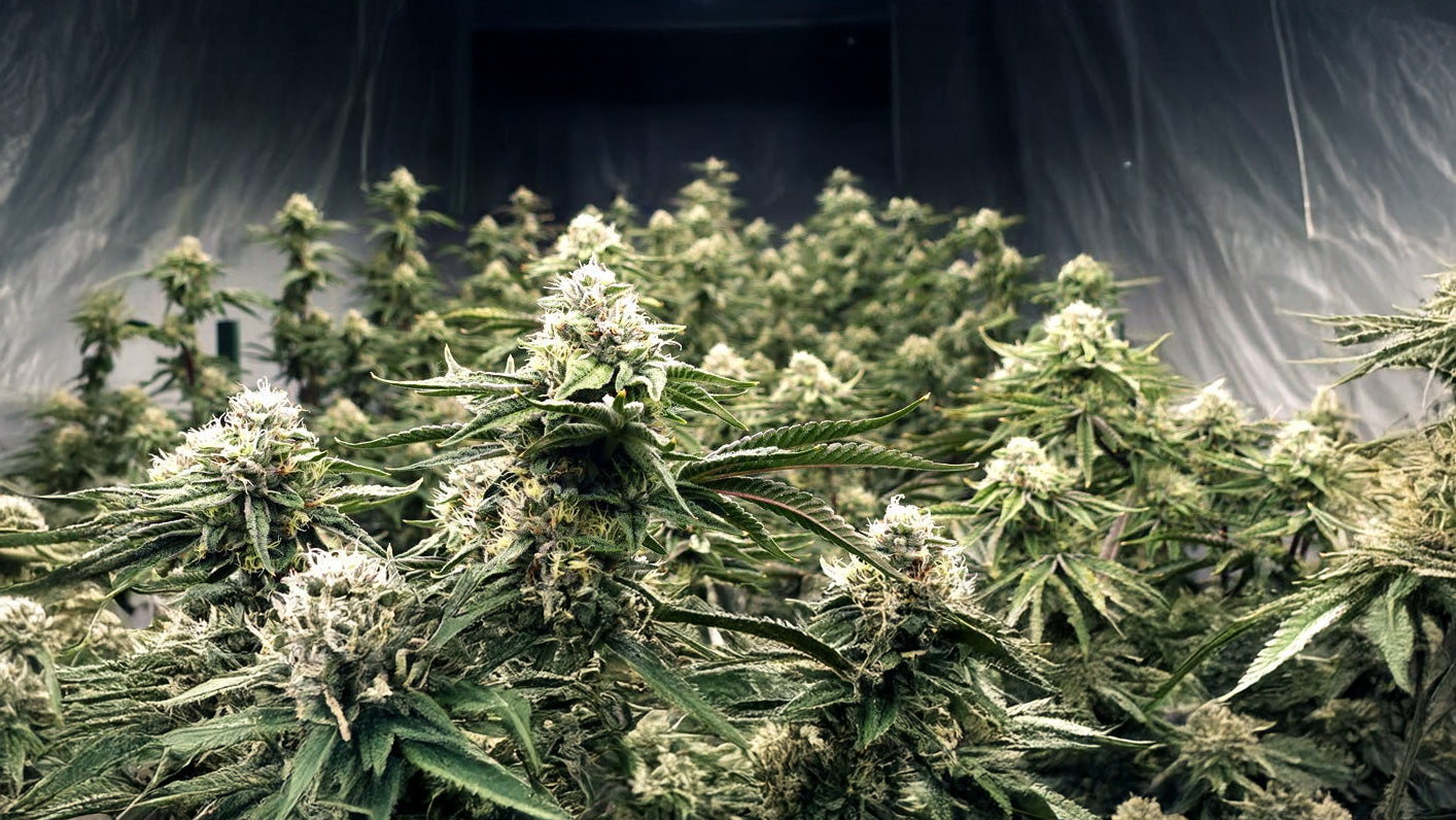 Creating the Ideal Environment for Cannabis Growth