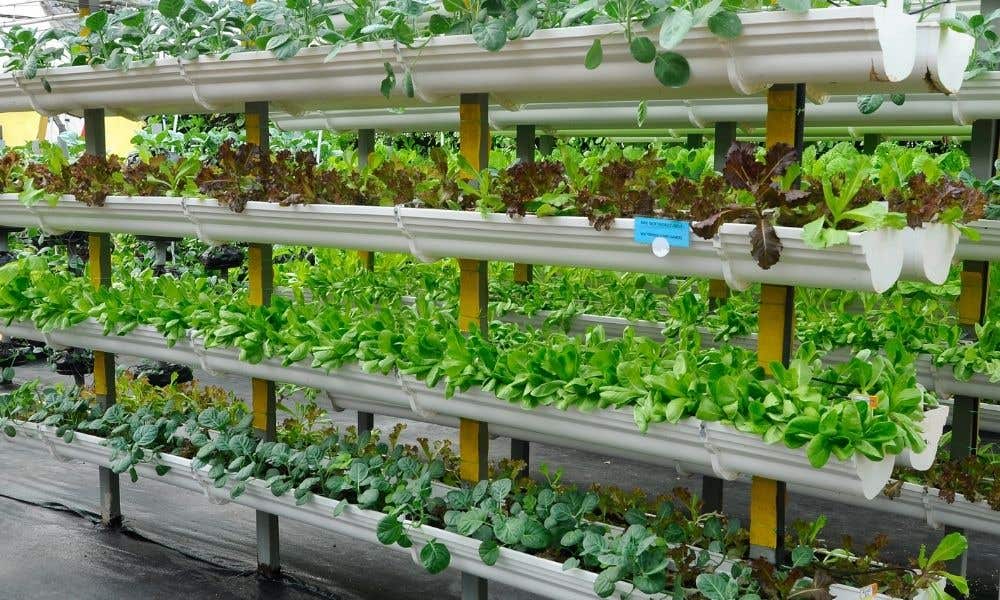 How To Make a Vertical Garden at Home