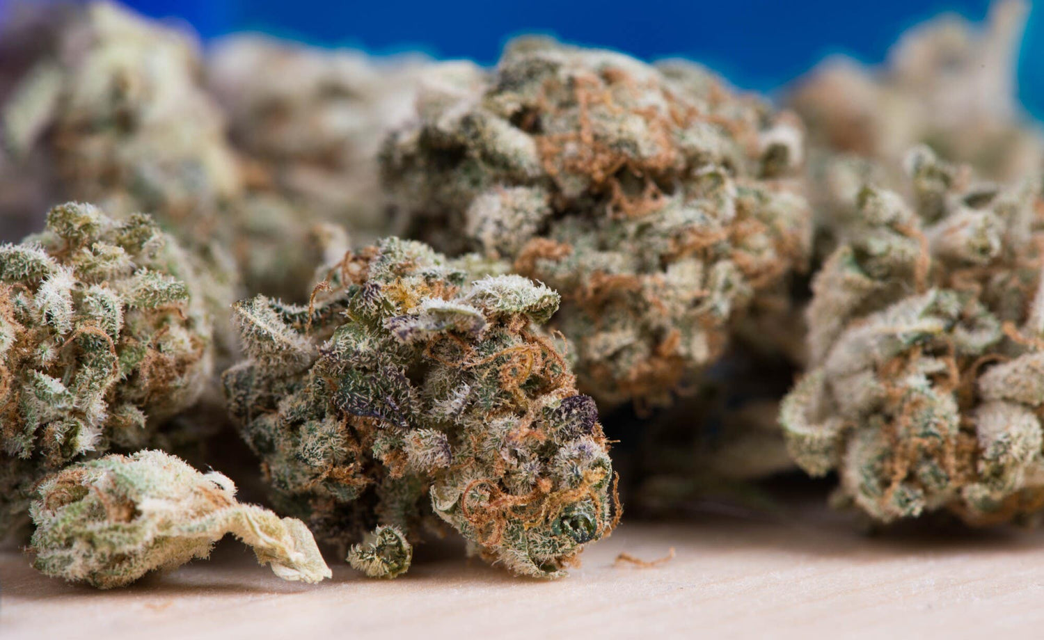How to Choose Which Cannabis Strains to Grow