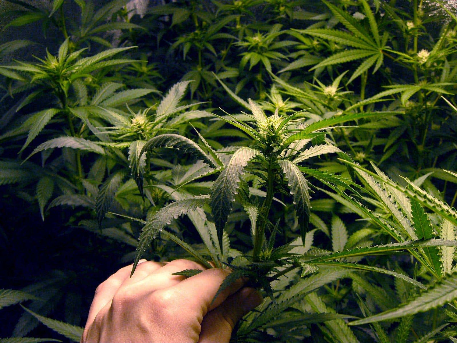 Oxidation Reduction Potential (ORP) in Cannabis Cultivation