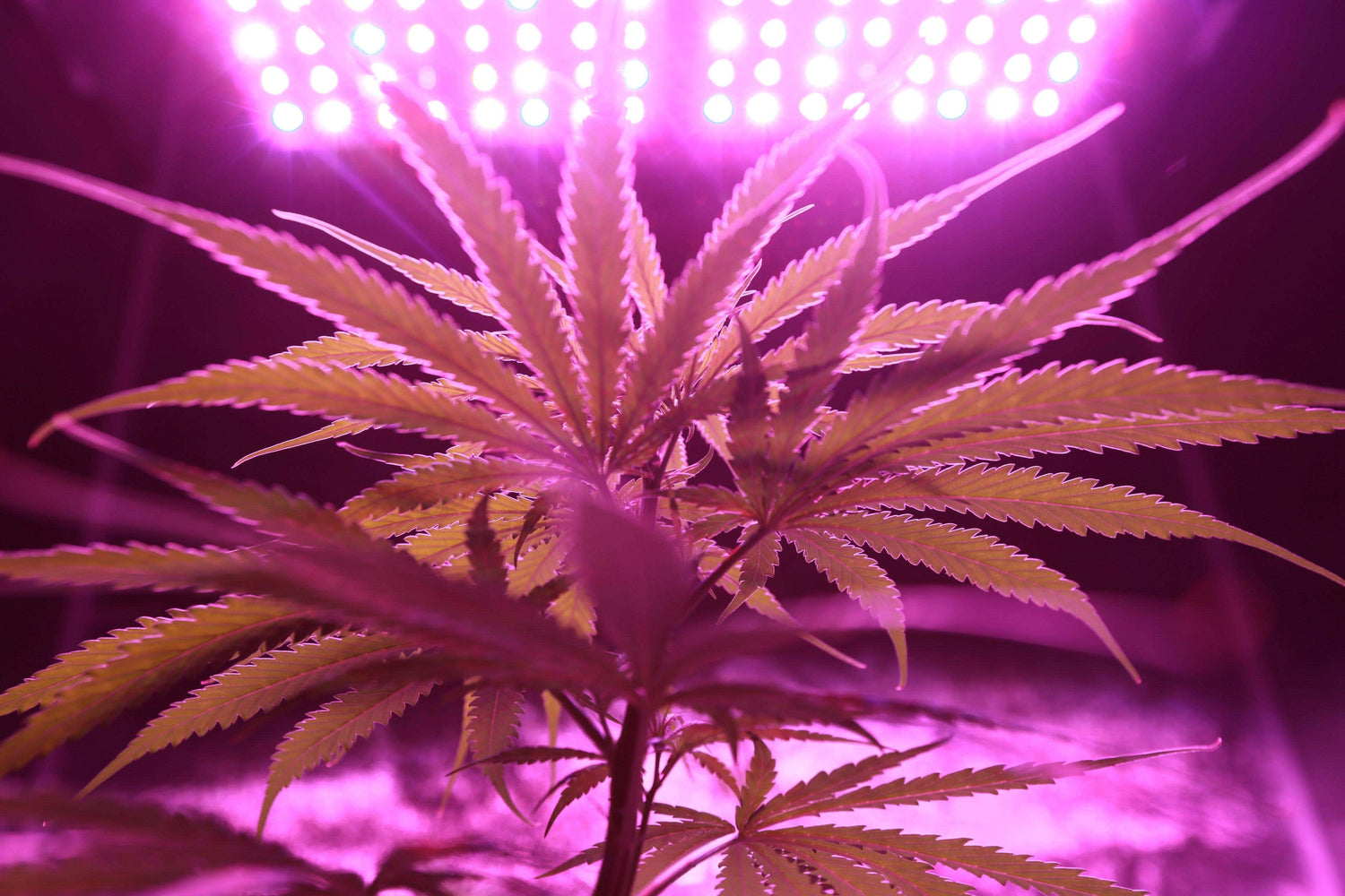 Growing Cannabis and the Importance of Temperature Control