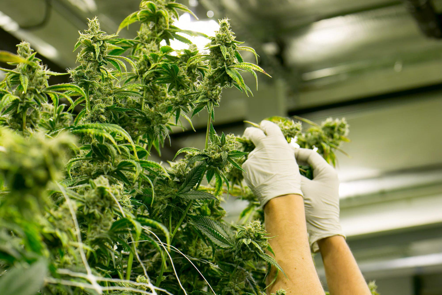 How to Maintain a Perpetual Harvest