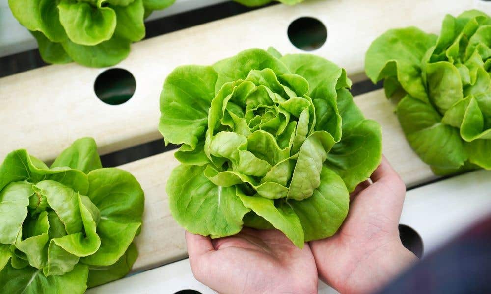 The Different Types of Hydroponic Systems