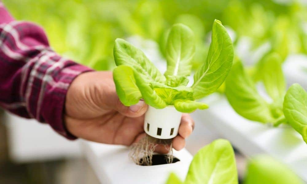 Which Vegetables Are Best Grown in Hydroponics?