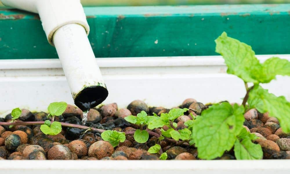 The Hydroponic Drip System Explained