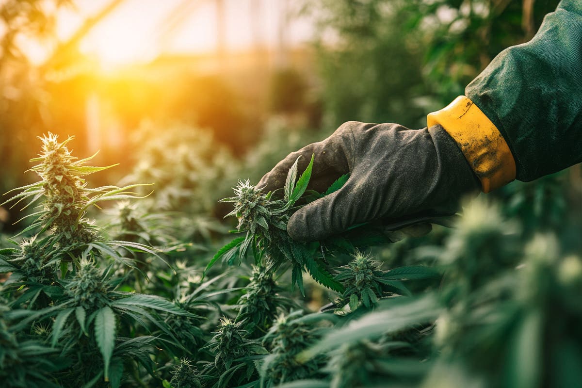 Mastering Pruning and Training Techniques for Higher Yields