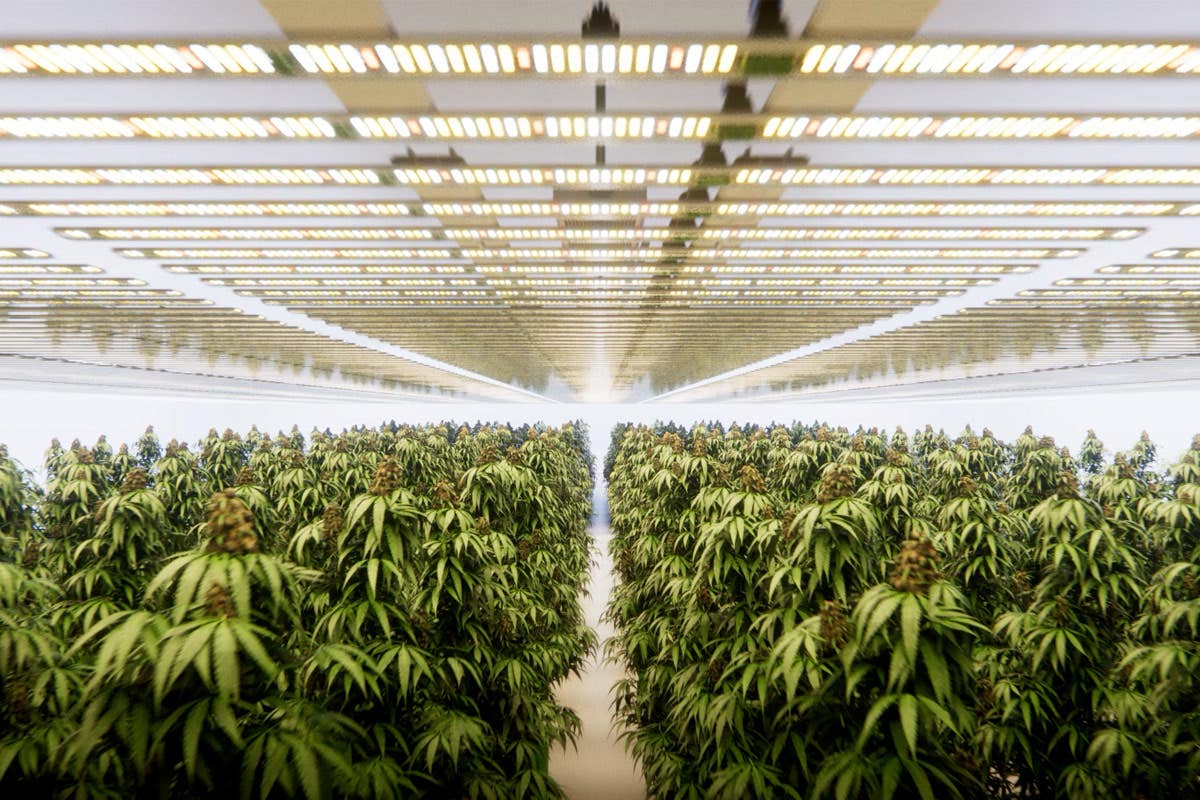 Mastering the Setup of Your FloraFlex LED Grow Light for Optimal Plant Growth