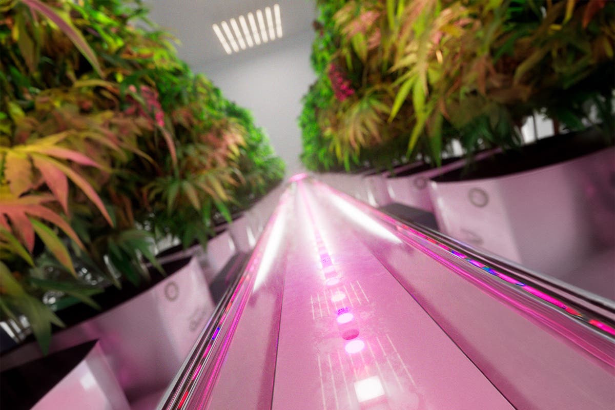 Maximize Cannabis Yields with Under Canopy Lighting: The Future of Full Spectrum Growth