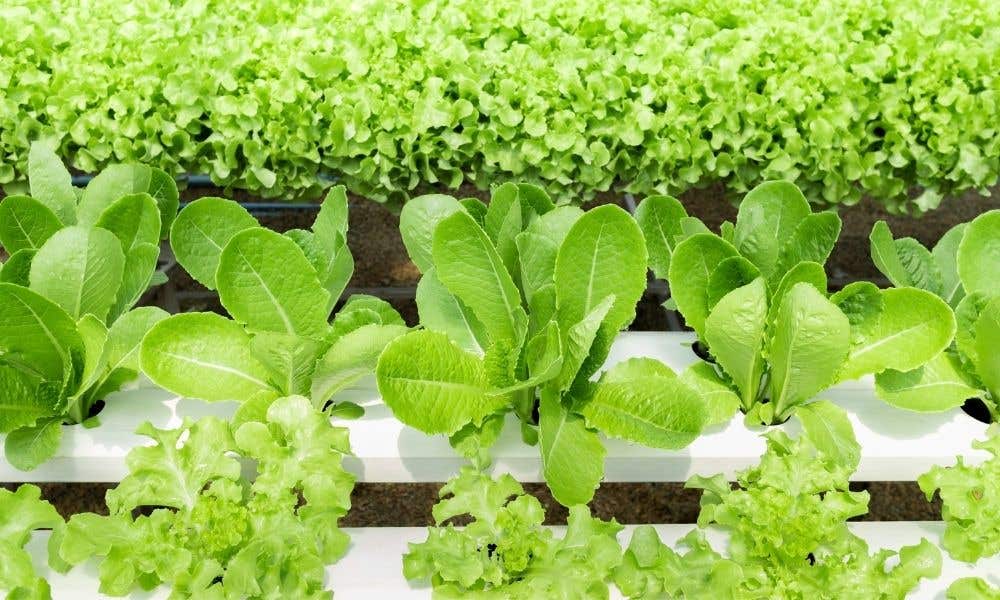 Tips To Succeed in Hydroponic Growing