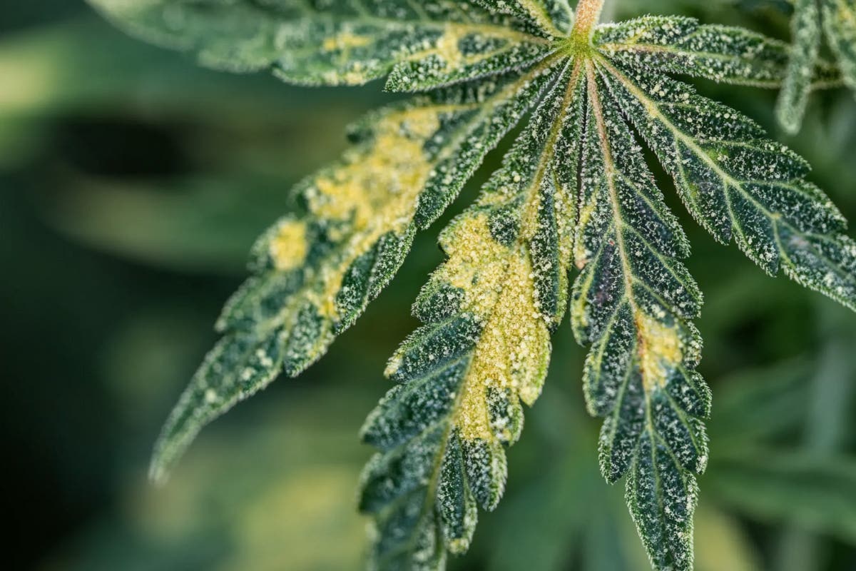 Mold in Cannabis Grow Tent: Prevention and Remedies