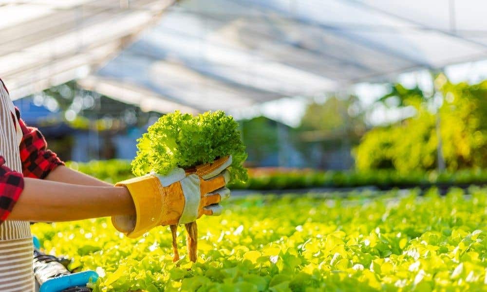 The Importance of pH in Hydroponic Systems