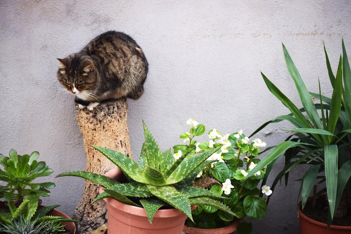 brown tabby cat on cut wood near aloe vera plant