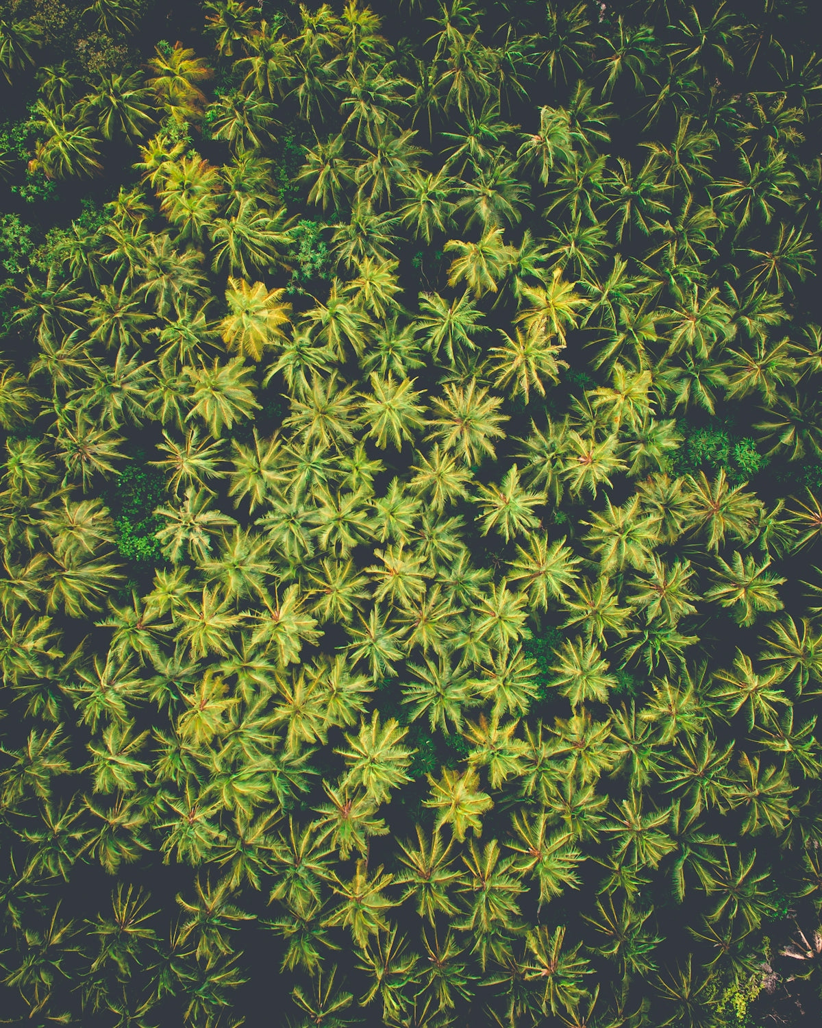 aerial photography of forest