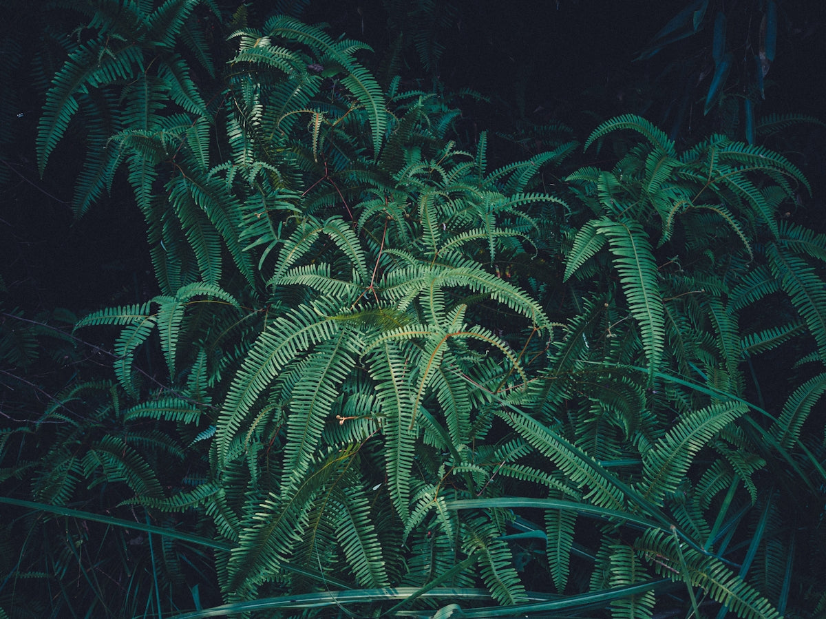 green leafed plant