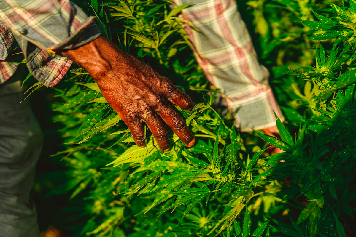 man harvesting green plants