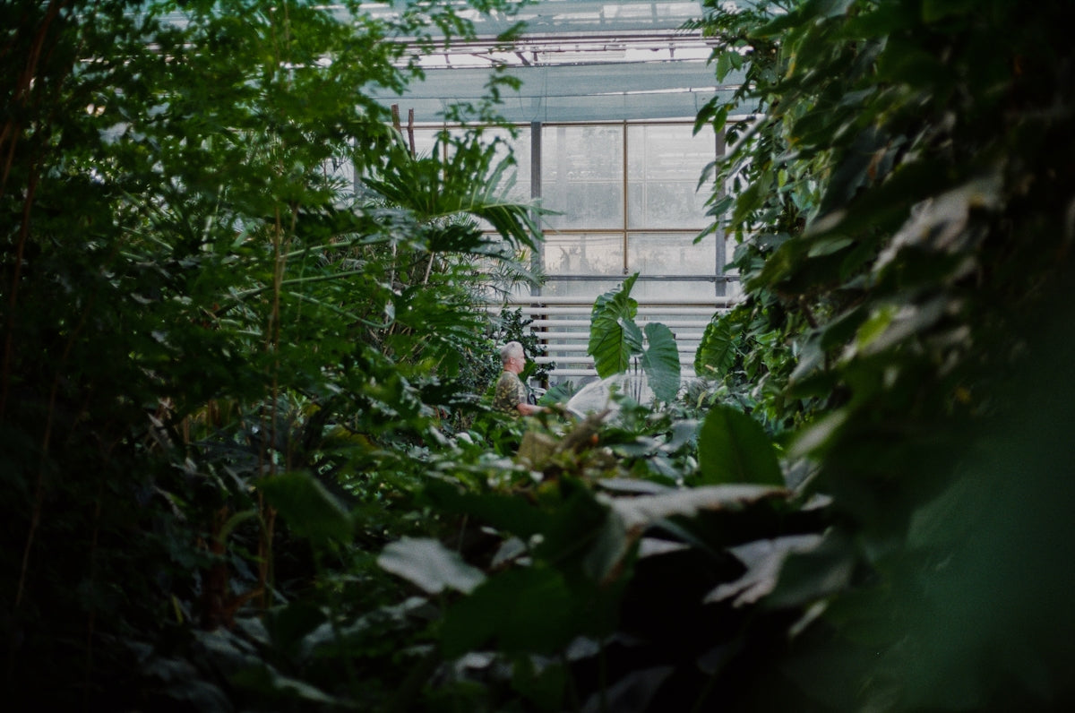 woman standing near green leaf plants