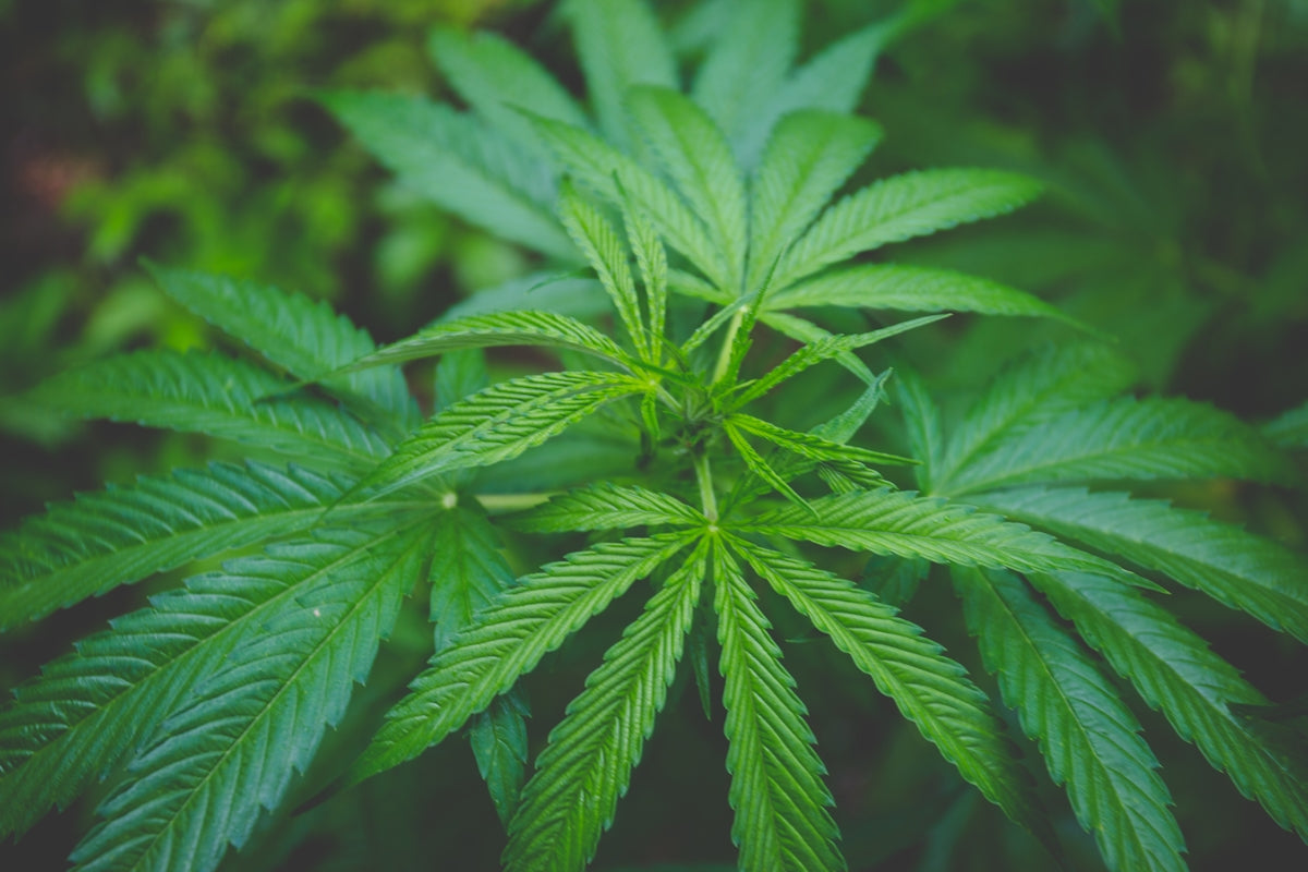 low-light photo of cannabis